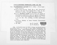 Pucciniastrum epilobii image